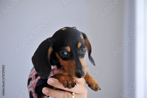 filhote de cachorro fofo duchshund  photo