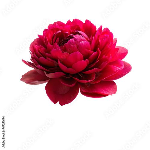 Wallpaper Mural Beautiful red peony flower isolated on transparent Torontodigital.ca