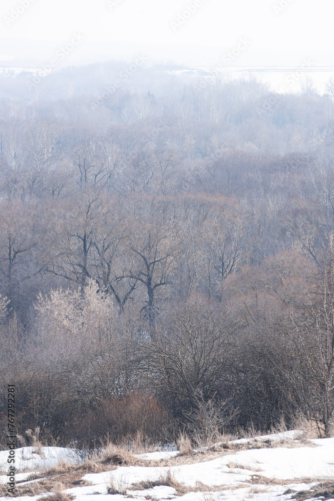 An oak grove and a haze over the trees An oak grove and a haze over the trees