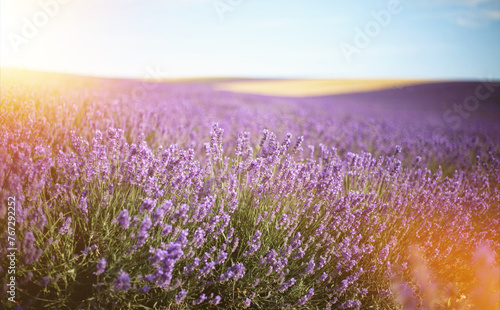 Provence  Lavender field at sunset