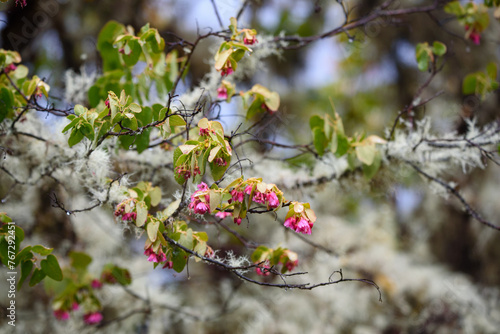 beautiful plant from the paramo ecosystem, a cold place where water is produced