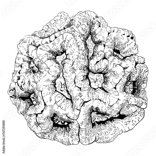 Australophyllia wilsoni coral hand drawing  (ID: 767293880)
