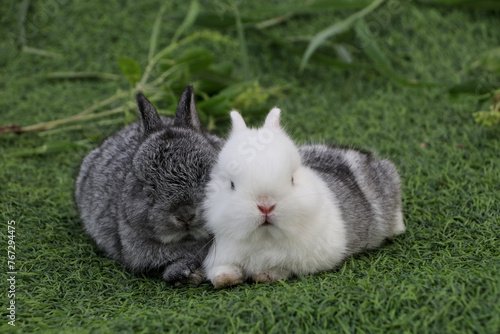 Two rabbits sitting on the green grass