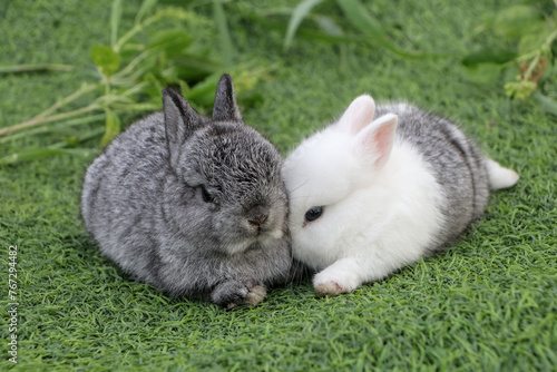 Two rabbits sitting on the green grass