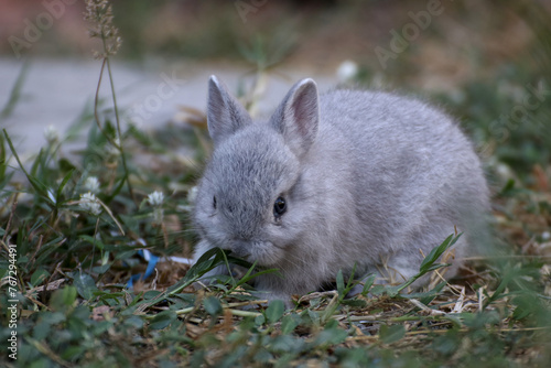 A small rabbit was sitting in the front yard eating grass.