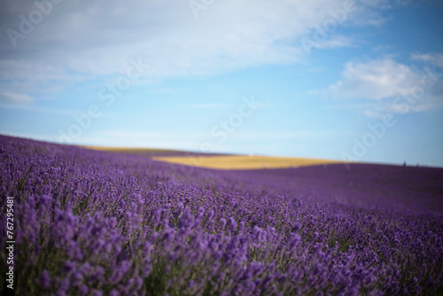 Provence, Lavender field at sunset © olenakucher