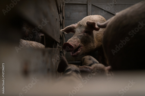 Porco - Veganismo - proteção animal photo