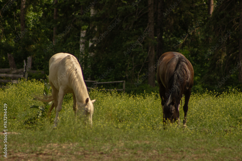 Palomino Pearl and Black Tobiano and White Rare Coat Colour Pattern Paint Horses Graze Green Pasture with Dark Forest Background Palomino Pearl and Black Tobiano and White Rare Coat Colour Pattern Paint Horses Graze Green Pasture with Dark Forest Background