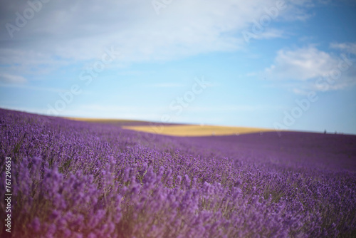 Provence  Lavender field at sunset