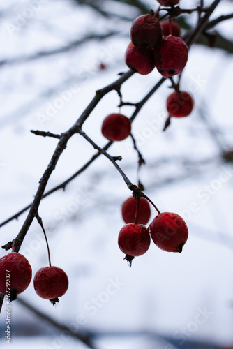 red winter berries on a branch