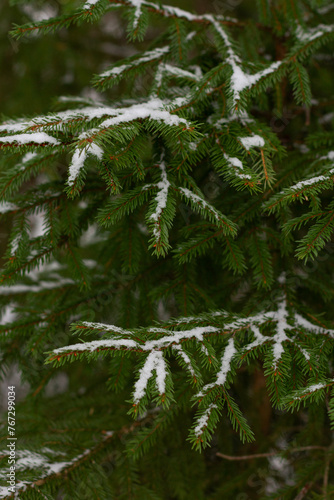 branches covered in snow in the forest