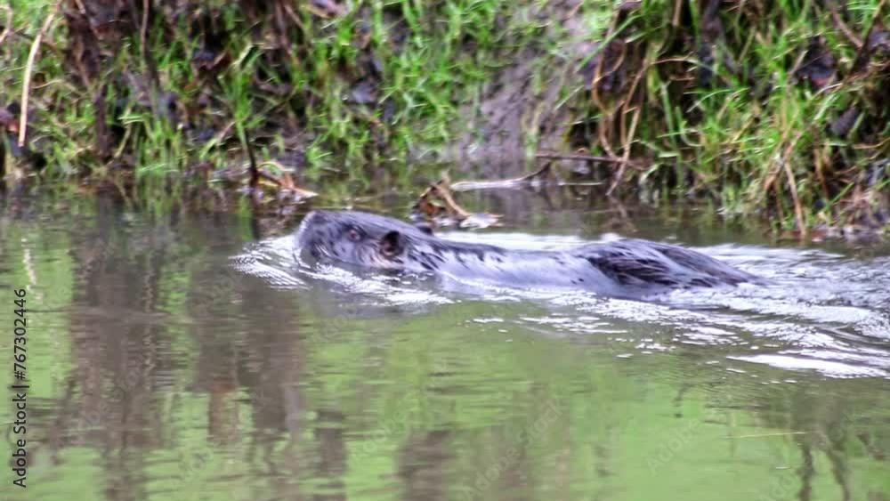 Swimming nutria at river shore searching for food in cold winter as invasive species and introduced species in europe is a good swimmer like beaver or water rat with muzzle fur and long tail coypus Swimming nutria at river shore searching for food in cold winter as invasive species and introduced species in europe is a good swimmer like beaver or water rat with muzzle fur and long tail coypus