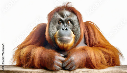 Lage orangutang primate sitting, illustration. photo
