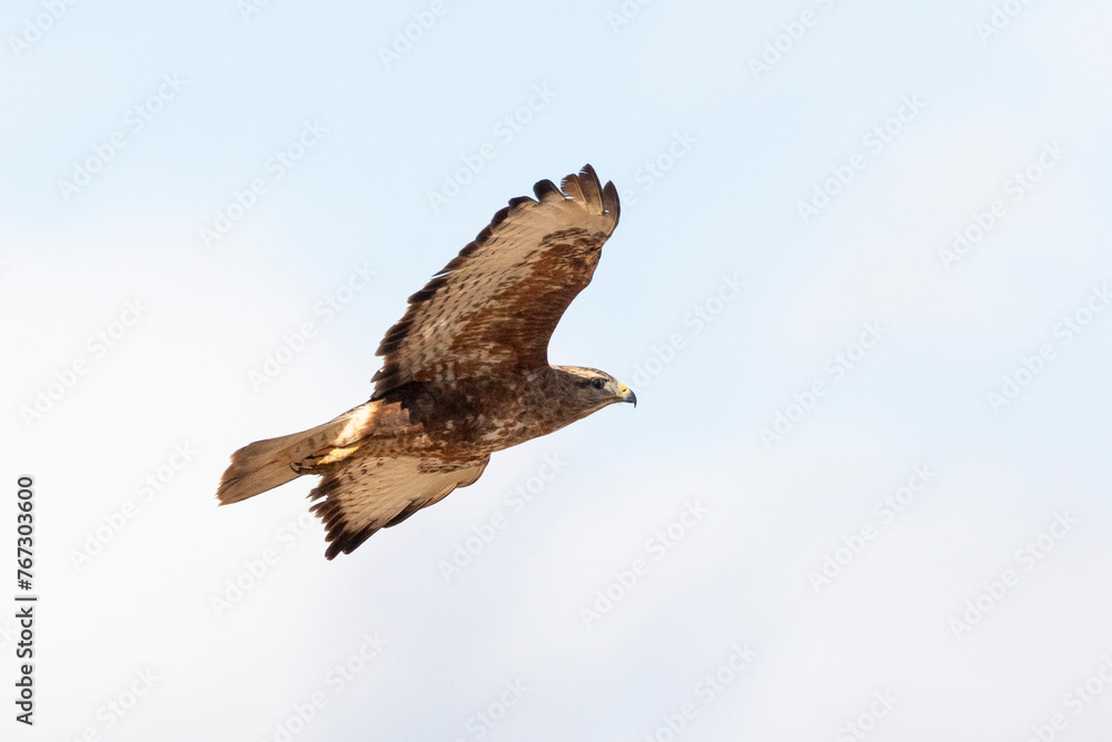 Fototapeta premium Steppe Buzzard or Common Buzzard (Buteo buteo vulpinus) in flight, Western Cape, South Africa