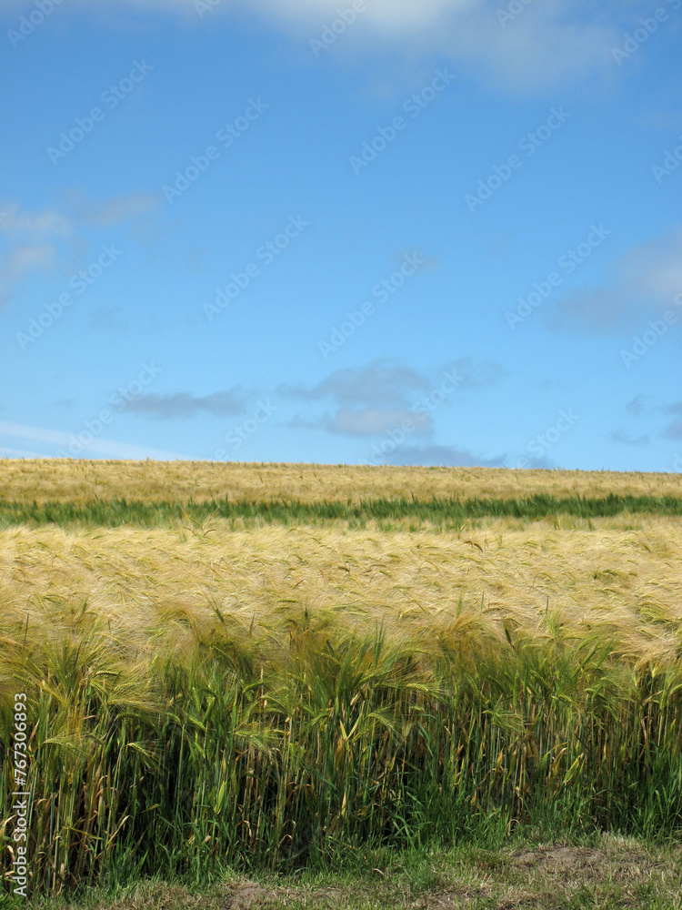 Fields near Sandend - Aberdeenshire - Scotland - UK Fields near Sandend - Aberdeenshire - Scotland - UK