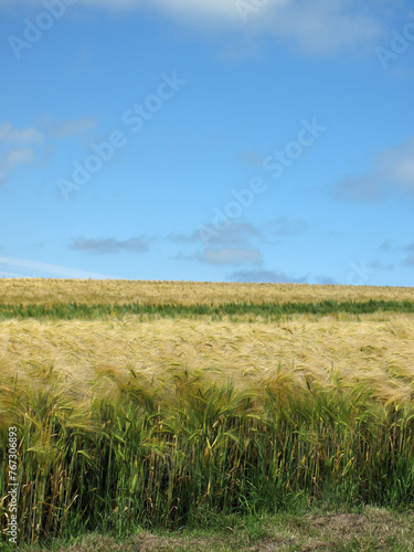 Fields near Sandend - Aberdeenshire - Scotland - UK