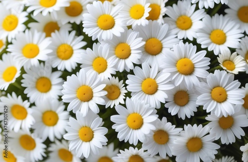 Close-up top view of a daisies. Flower background