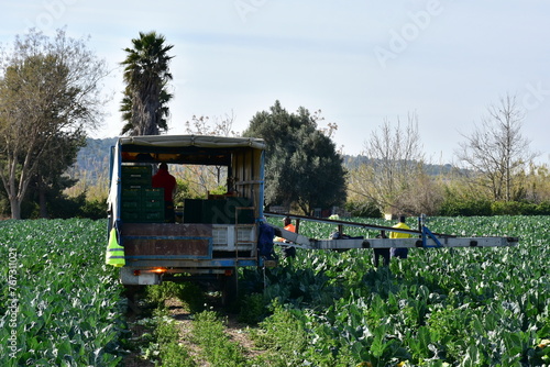 harvesting of cauliflower on the land neart town Tortosa in Spain photo