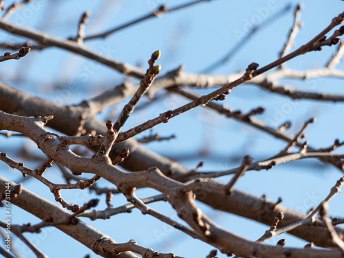 Tree branches with buds close to germination