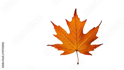 maple leaf isolated on transparent background.