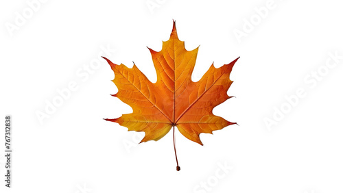 maple leaf isolated on a transparent background. autumn maple leaf 