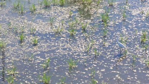 Drone shot of a great white egret walking in the wetland of Gomez Farias on a sunny day, Mexico photo