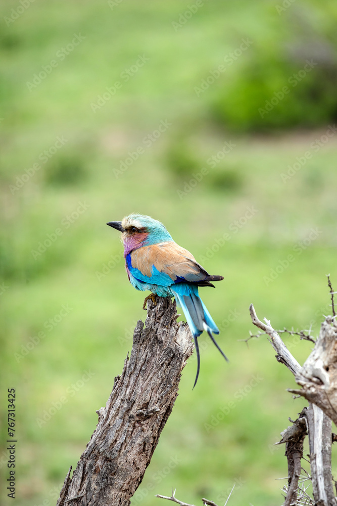 European roller colorful Bird on dry branch, green background. South Africa, Kruger National Park safari. small bird blue pink orange color. Wildlife animal wallpaper. Common Roller, Coracias garrulus European roller colorful Bird on dry branch, green background. South Africa, Kruger National Park safari. small bird blue pink orange color. Wildlife animal wallpaper. Common Roller, Coracias garrulus