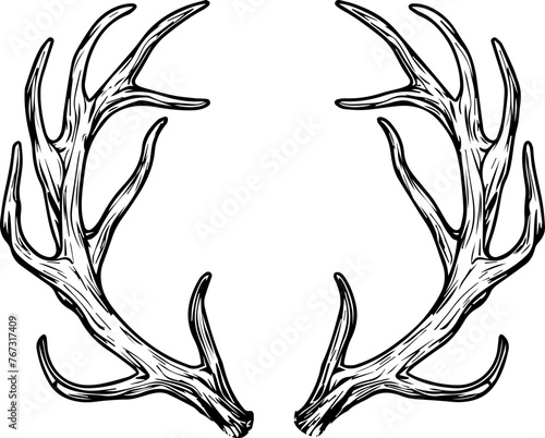 Deer Antlers Vector 