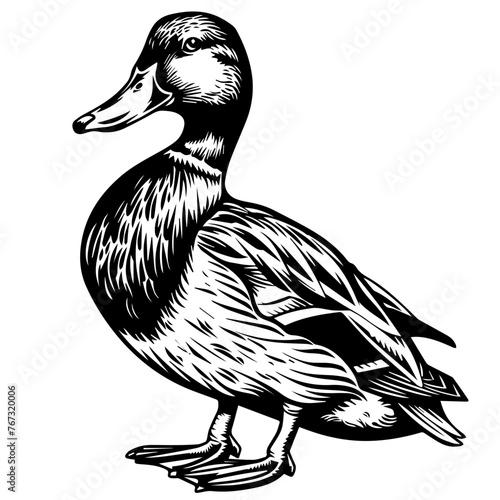 Black and White Duck Vector
