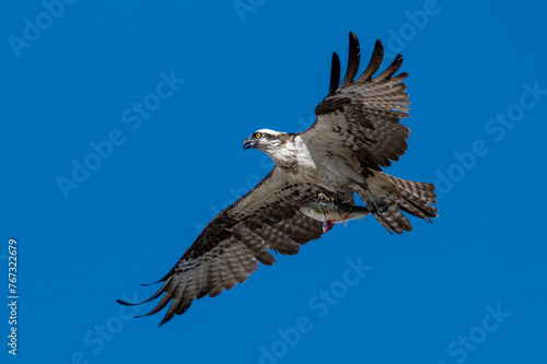 Osprey with fish