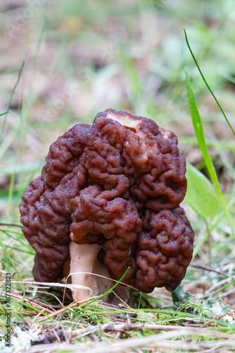 The brain mushroom is delicious when properly processed, but otherwise it is poisonous