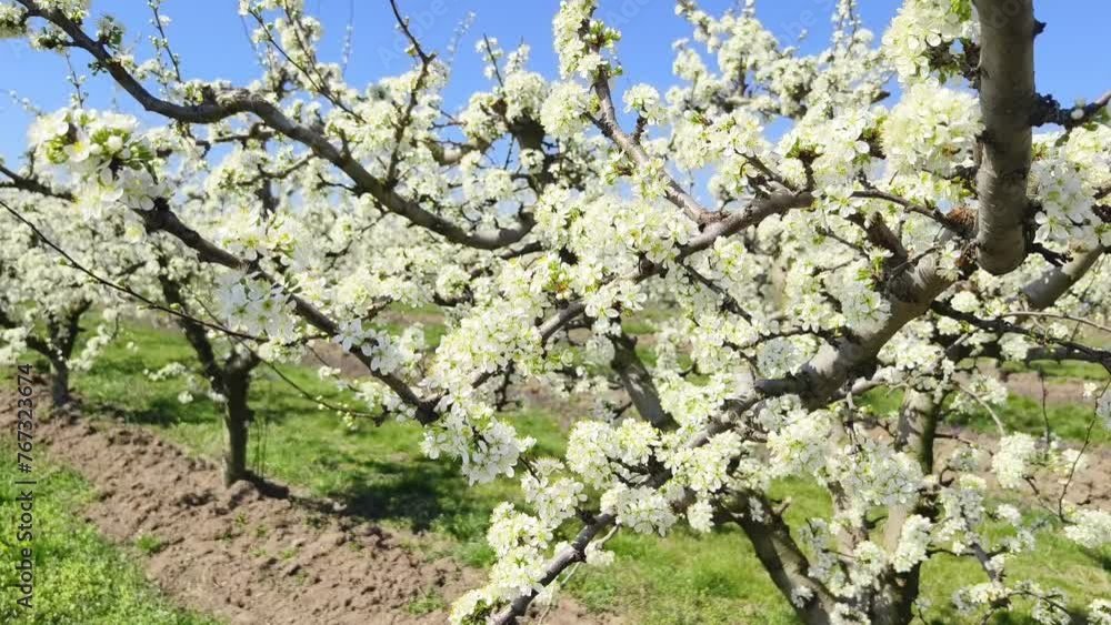 Agricultural field of fruit trees blooming in springtime. Close up shot. Agricultural field of fruit trees blooming in springtime. Close up shot.