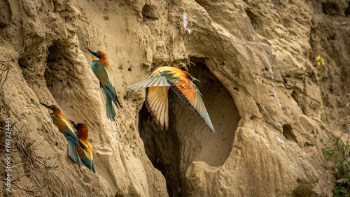 Wallpaper Mural Bienenfresser beim Nestbau Torontodigital.ca