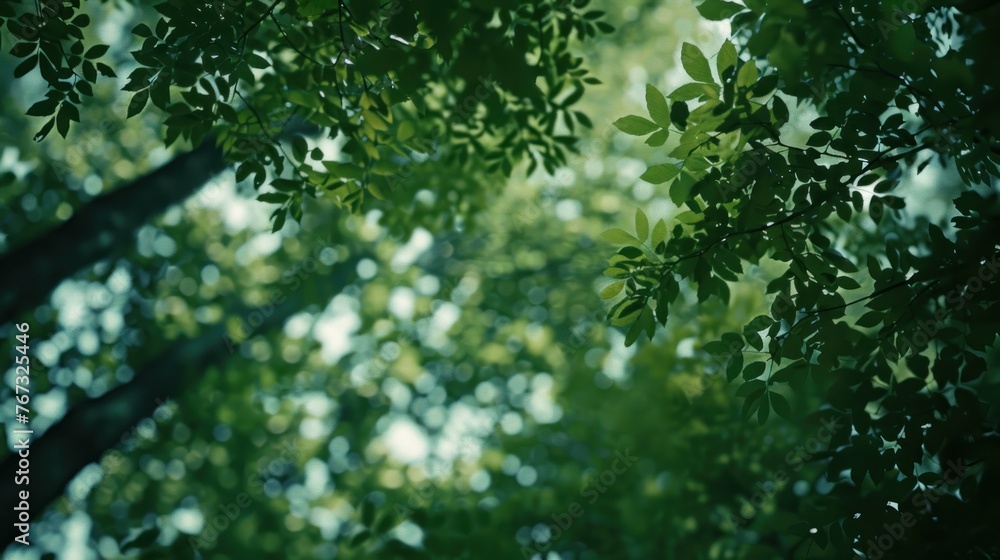Glimpse of Nature Upward View of Lush Green Tree at the Green Tops of Trees Glimpse of Nature Upward View of Lush Green Tree at the Green Tops of Trees