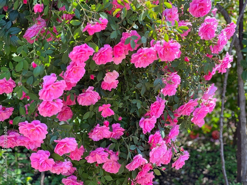 Roses pink flowers beautiful climbing rose bush. 
