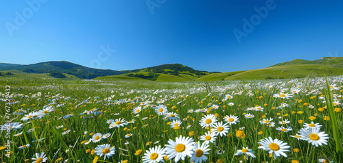 Beautiful summer and spring landscape with a tranquil field of white daisies under a clear blue sky, surrounded by lush green hills, radiating natural beauty.