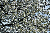 Üppige weiße Blütenpracht zeigt der Kirschbaum im Frühling