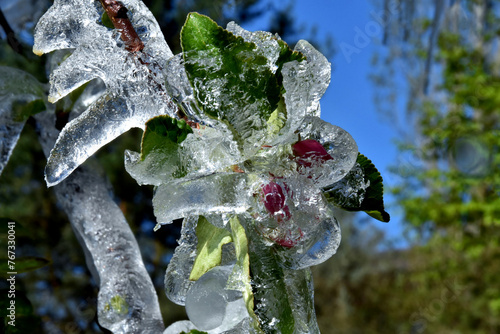 Im Eis eingeschlossene Apfelblüten (Frostberegnung, Nahaufnahme)