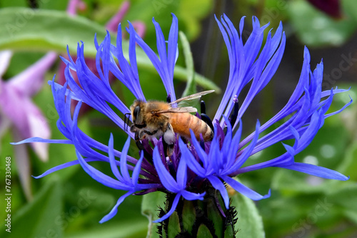Eine Biene mit einer Varroamilbe (Schädling) auf einer Kornblume (Makro) photo