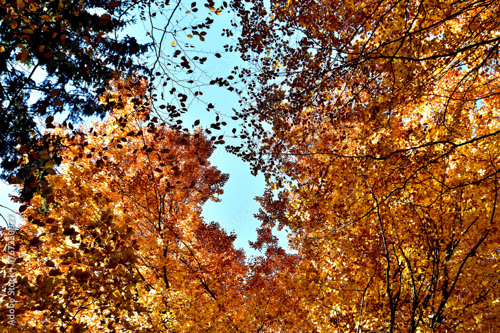 Die Blätter im Wald sind schon bunt gefärbt und durch eine Loch in der Baumkrone sieht man den blauen Himmel