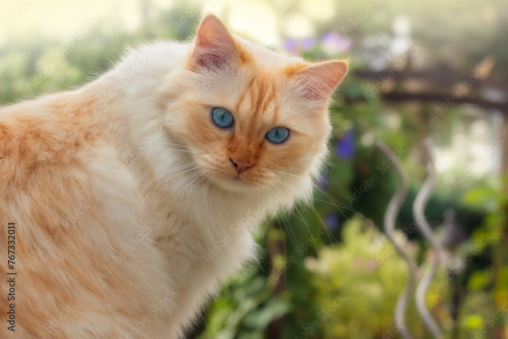Closeup of a Birman cat sitting in a summery garden surrounded by shrubs and trees