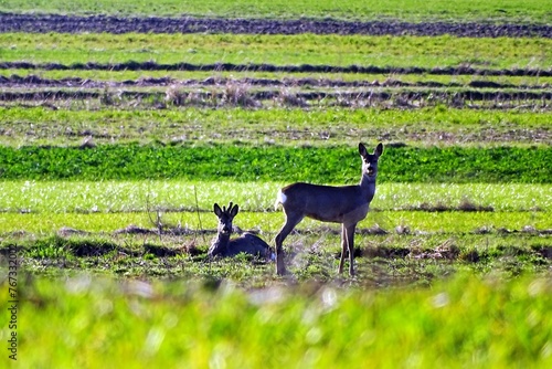 Fototapeta Naklejka Na Ścianę i Meble -  sarny