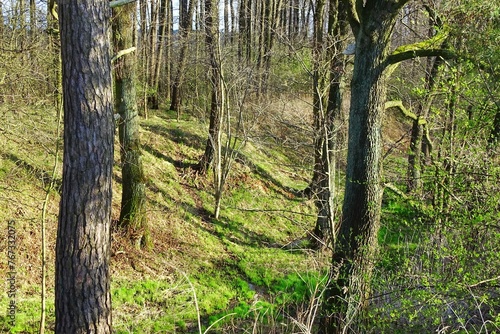 Fototapeta Naklejka Na Ścianę i Meble -  drzewa w lesie