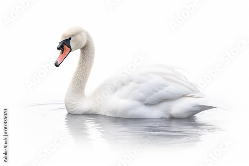 Beautiful white swan isolated on white background