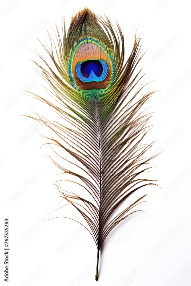 Obraz premium Beautiful peacock feather isolated on white background