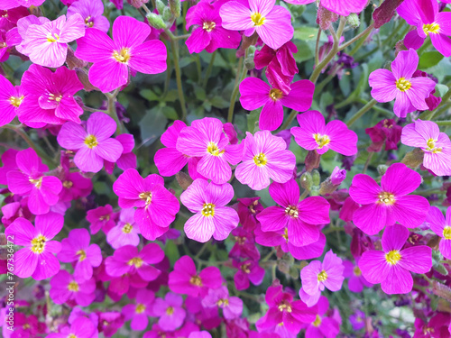 aubrieta close-up - red flowers are blooming in spring garden photo