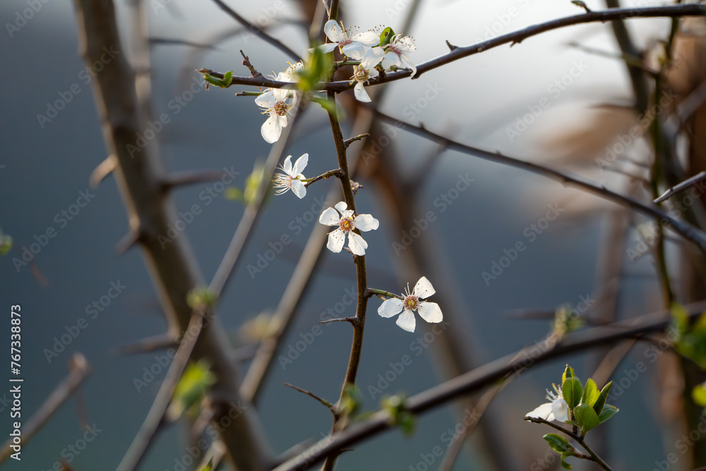 Strauch mit weissen Blumen Strauch mit weissen Blumen