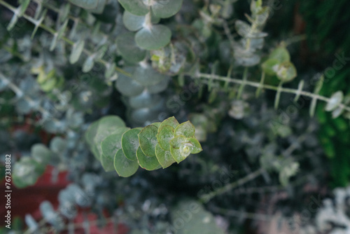 Eucalyptus pulverulenta Baby Blue