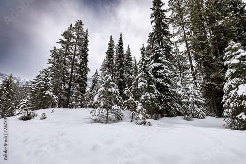Rocky Mountain Winter trees