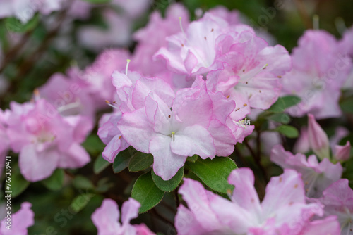 Beautiful bright azalea flowers in a greenhouse. Macro photography.